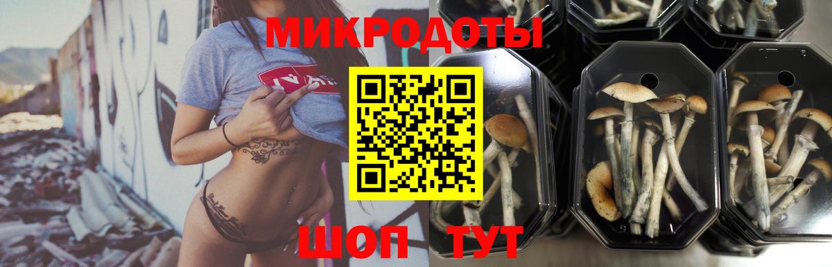 Галлюциногенные грибы Psilocybe  Вход с VPN  Новокубанск 